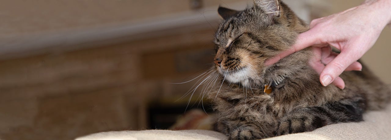 A Healthy Paws insured cat enjoying some gentle pets