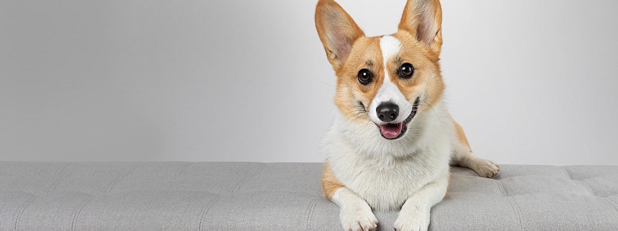 A Corgi with its tongue out sits comfortably on a couch.