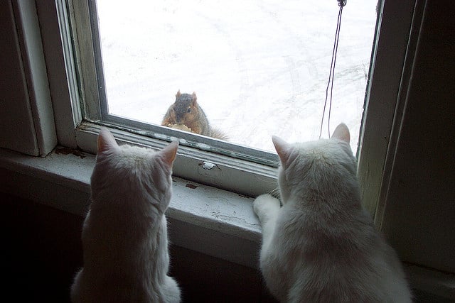 cat mental stimulation cat squirrels
