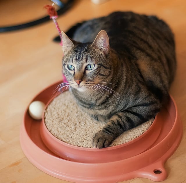 best cat toys interactive cat toys