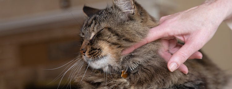 A Healthy Paws insured cat enjoying some gentle pets