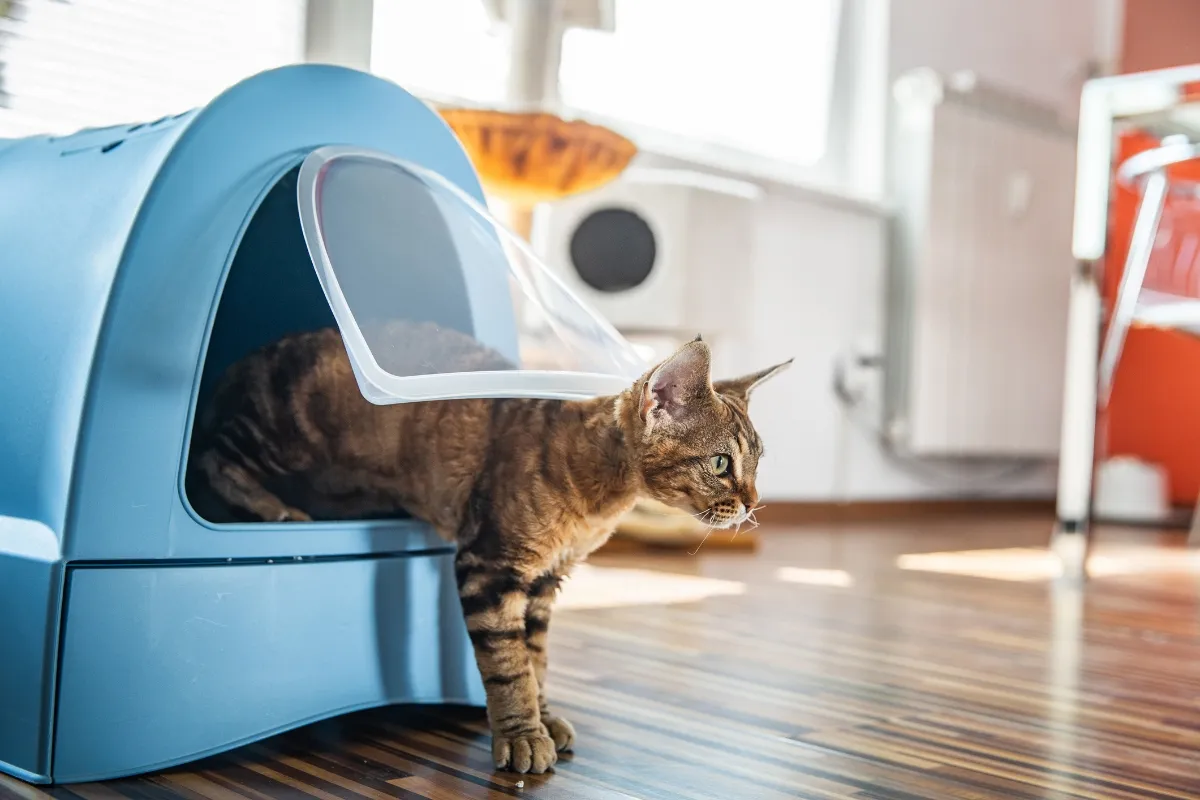 brown cat walking out of enclosed litter box