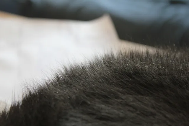 cat dandruff
