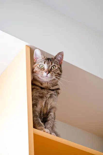 cat furniture cat shelves
