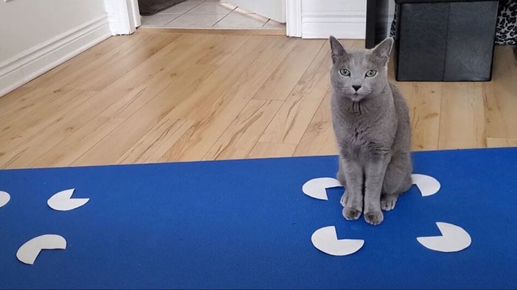 grey cat sitting attentively atop a blue rug