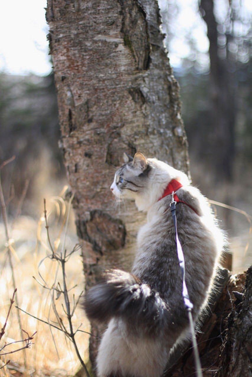 cat leash cat mental stimulation