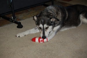 Daisy with an injured paw Injured paws are covered by Healthy Paws