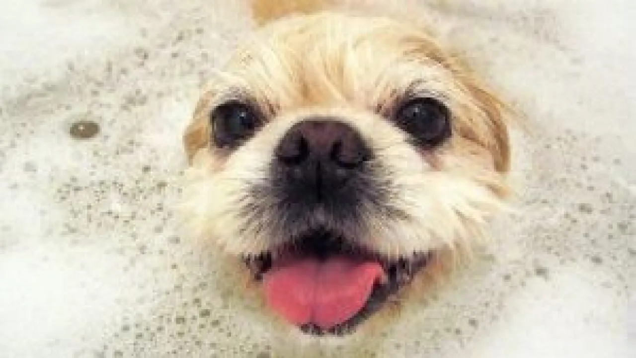 dog bath dog bath