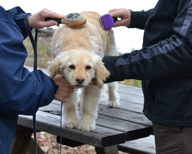dog brushing dog brush
