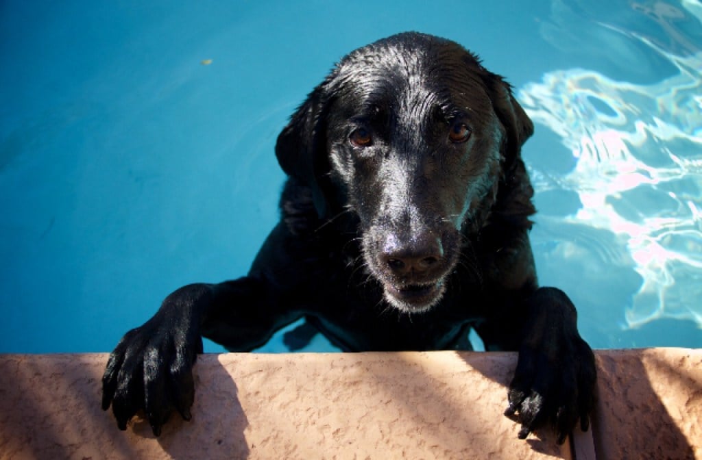 Dog climbing out of a swimming pool