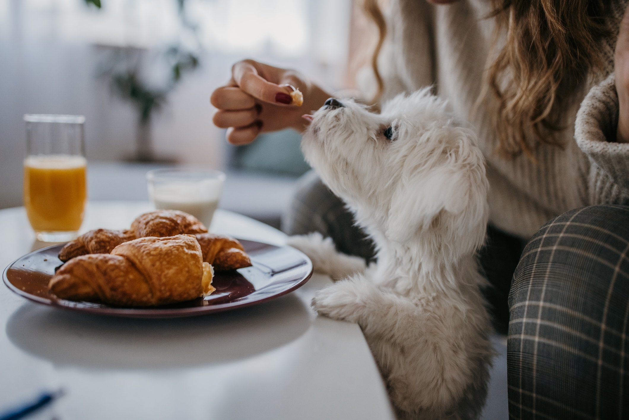person sharing food with puppy