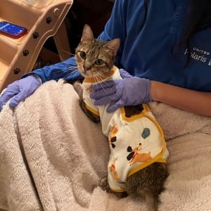 tabby cat in a veterinarian's lap wearing a cat shirt