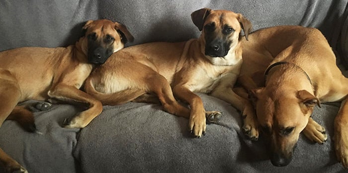Three dogs rescued from South Korea