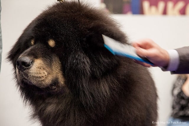 Westminster dog grooming Westminster Dog Show