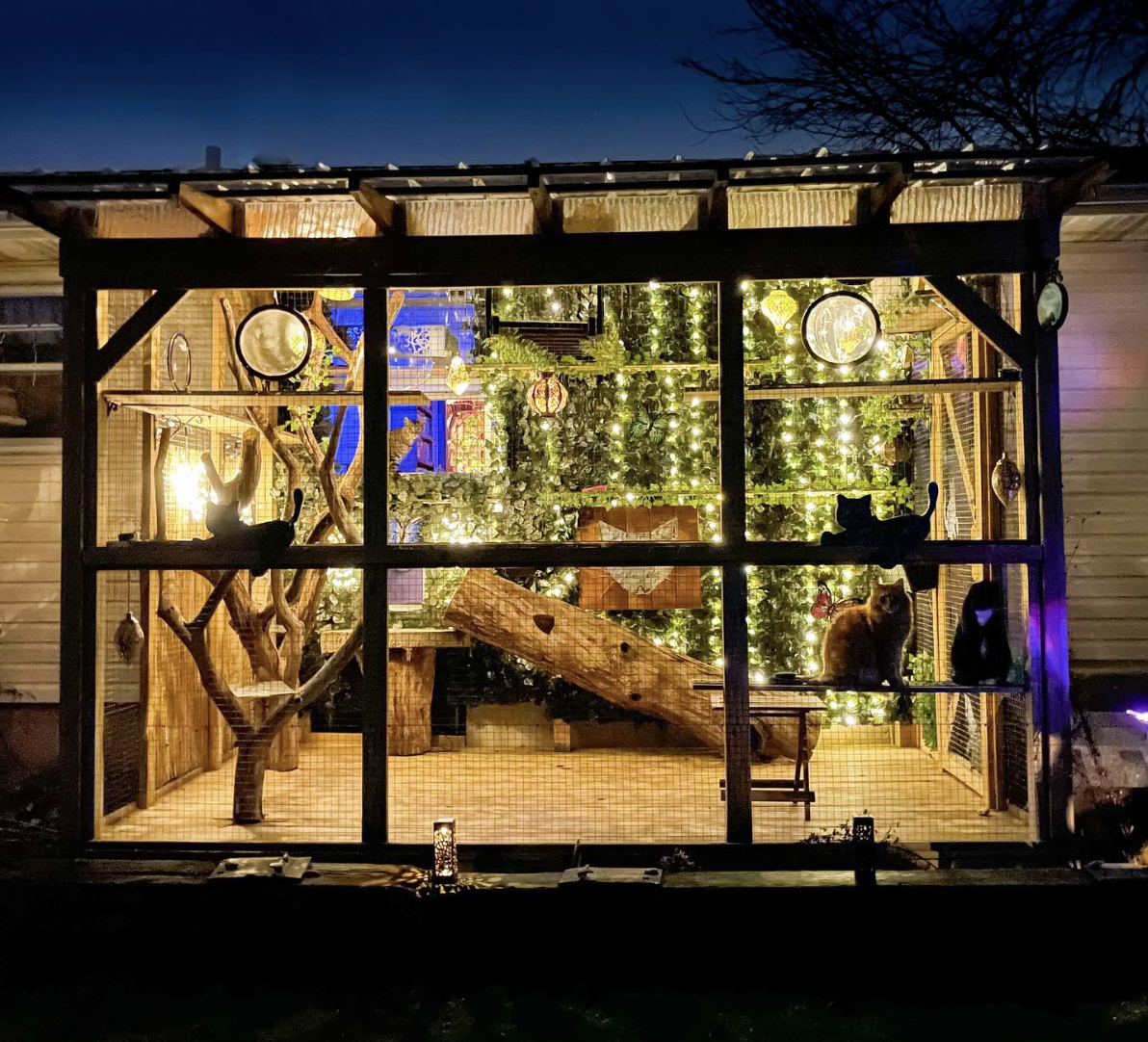 Lit up outdoor cat space enclosed with chicken wire