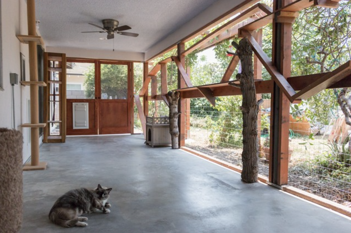Gray cat lying on concrete floor of enclosed outdoor cat space